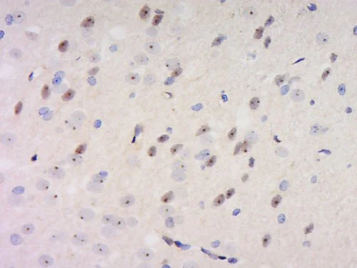 Immunohistochemistry (Formalin/PFA-fixed paraffin-embedded sections) - Anti-GDNF Receptor alpha 1/GFRA1 antibody (AB216667)