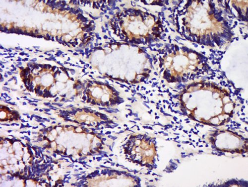 Immunohistochemistry (Formalin/PFA-fixed paraffin-embedded sections) - Anti-GDNF Receptor alpha 1/GFRA1 antibody (AB216667)