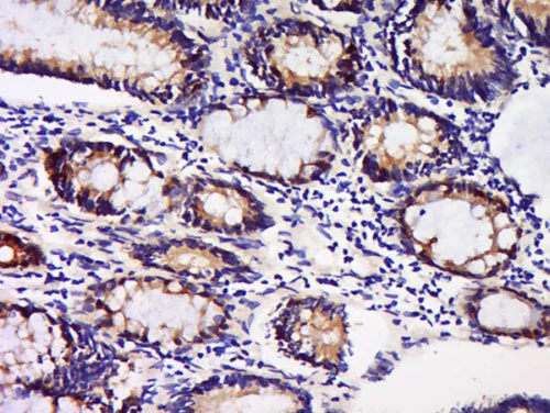 Immunohistochemistry (Formalin/PFA-fixed paraffin-embedded sections) - Anti-GDNF Receptor alpha 1/GFRA1 antibody (AB216667)