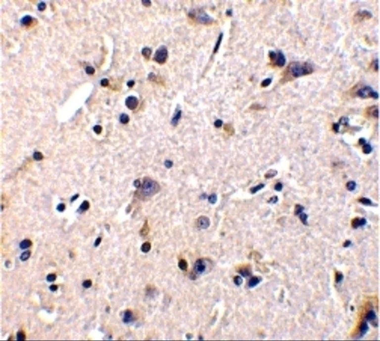 Immunohistochemistry (Formalin/PFA-fixed paraffin-embedded sections) - Anti-GDNF Receptor alpha 1/GFRA1 antibody (AB8026)