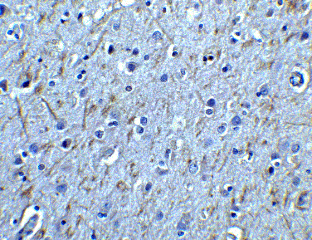 Immunohistochemistry (Formalin/PFA-fixed paraffin-embedded sections) - Anti-GDNF Receptor alpha 1/GFRA1 antibody (AB8026)