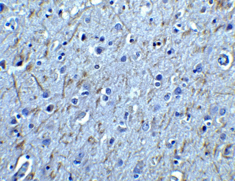 Immunohistochemistry (Formalin/PFA-fixed paraffin-embedded sections) - Anti-GDNF Receptor alpha 1/GFRA1 antibody (AB8026)
