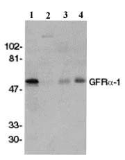 Western blot - Anti-GDNF Receptor alpha 1/GFRA1 antibody (AB8026)