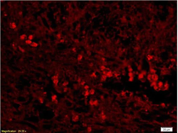 Immunohistochemistry (Formalin/PFA-fixed paraffin-embedded sections) - Anti-GDNF Receptor alpha 2/GFRA2 antibody (AB216417)