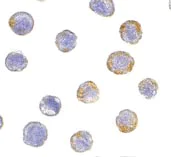 Immunocytochemistry/ Immunofluorescence - Anti-GDNF Receptor alpha 2/GFRA2 antibody (AB8027)