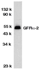 Western blot - Anti-GDNF Receptor alpha 2/GFRA2 antibody (AB8027)
