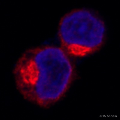 Immunocytochemistry/ Immunofluorescence - Anti-GEF H1 antibody (AB155785), expandable thumbnail