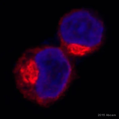 Immunocytochemistry/ Immunofluorescence - Anti-GEF H1 antibody (AB155785)