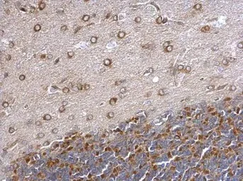 Immunohistochemistry (Formalin/PFA-fixed paraffin-embedded sections) - Anti-GEF H1 antibody (AB155785)