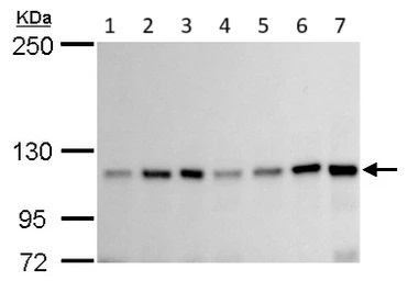 Anti-GEF H1 antibody