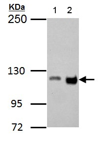 Western blot - Anti-GEF H1 antibody (ab155785), expandable thumbnail