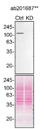 Western blot - Anti-GEF H1 antibody [EPR17963] - BSA and Azide free (AB251352)