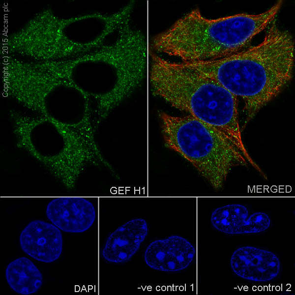 Immunocytochemistry/ Immunofluorescence - Anti-GEF H1 antibody [EPR17963] - C-terminal (AB201687), expandable thumbnail