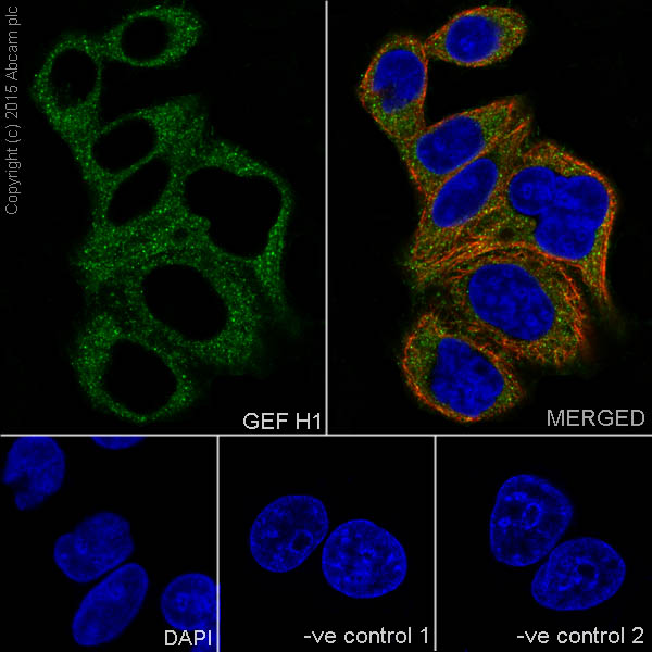 Immunocytochemistry/ Immunofluorescence - Anti-GEF H1 antibody [EPR17963] - C-terminal (ab201687), expandable thumbnail