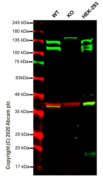 Western blot - Anti-GEF H1 antibody [EPR17963] - C-terminal (AB201687)