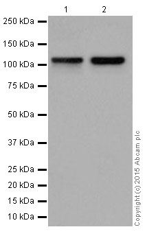 Western blot - Anti-GEF H1 antibody [EPR17963] - C-terminal (AB201687), expandable thumbnail