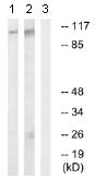Western blot - Anti-GEF H1 (phospho S885) antibody (AB74156)