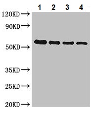 Western blot - Anti-GelE antibody (AB229880)