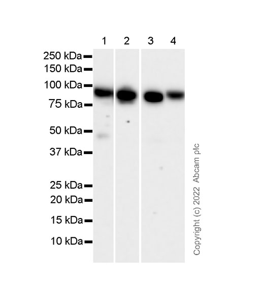 Western blot - Anti-Gelsolin antibody [2/Gelsolin] - BSA and Azide free (AB303677), expandable thumbnail
