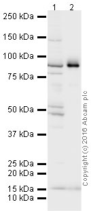 Immunoprecipitation - Anti-Gelsolin antibody (AB214342)