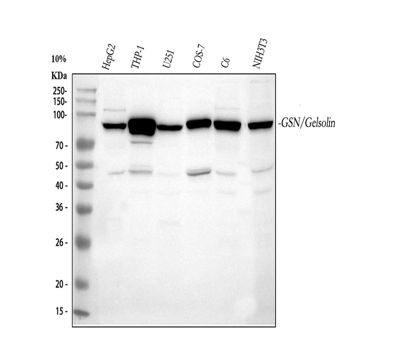 Western blot - Anti-Gelsolin antibody - C-terminal (AB191134)