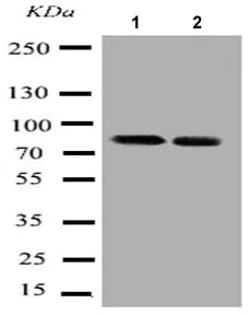 Western blot - Anti-Gelsolin antibody - C-terminal (AB191134)