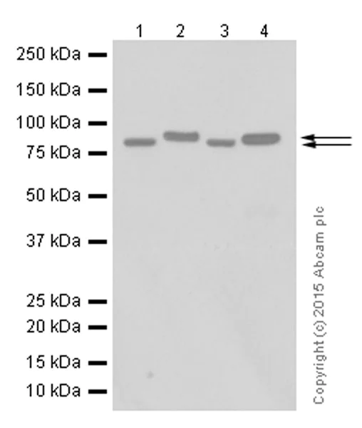 Western blot - Anti-Gelsolin antibody [EP1940Y] - BSA and Azide free (AB284809)