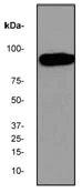 Western blot - Anti-Gelsolin antibody [EP1940Y] - BSA and Azide free (AB284809)