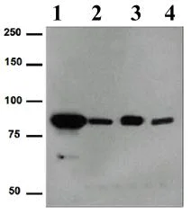 Western blot - Anti-Gelsolin antibody [EPR1942] (AB109014)