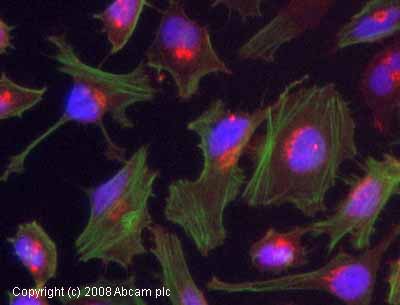 Immunocytochemistry/ Immunofluorescence - Anti-Gelsolin antibody [GS-2C4] (AB11081)