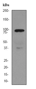 Western blot - Anti-Gelsolin plasma antibody [EPR1941Y] - BSA and Azide free (AB247406)