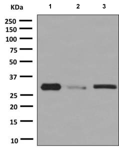 Western blot - Anti-Gemin 2 antibody [EPR10040(B)] (AB150383)