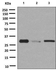 Western blot - Anti-Gemin 2 antibody [EPR10040(B)] - BSA and Azide free (AB248955)