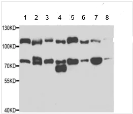 Western blot - Anti-Gemin 3 antibody (AB189850)
