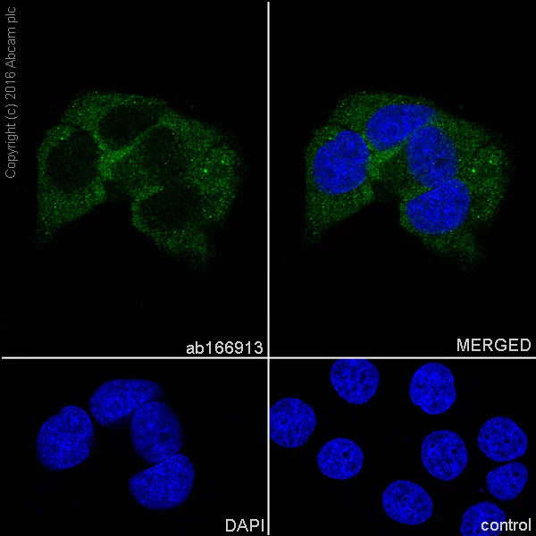 Immunocytochemistry/ Immunofluorescence - Anti-Gemin 3 antibody [EPR11283] (AB166913)