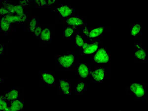 Immunocytochemistry/ Immunofluorescence - Anti-Gemin 3 antibody [EPR11283] - BSA and Azide free (AB249394)