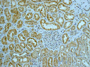 Immunohistochemistry (Formalin/PFA-fixed paraffin-embedded sections) - Anti-Gemin 3 antibody [EPR11283] - BSA and Azide free (AB249394)