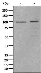 Western blot - Anti-Gemin 3 antibody [EPR11283] - BSA and Azide free (AB249394)