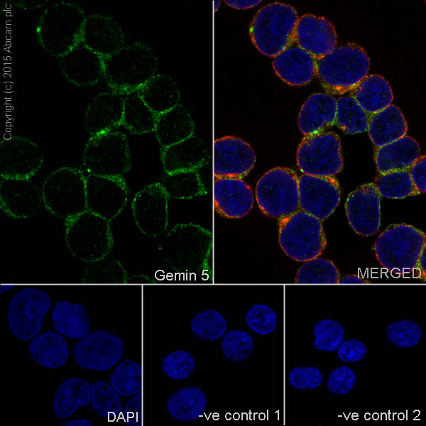Immunocytochemistry/ Immunofluorescence - Anti-Gemin 5 antibody [EPR17841] - BSA and Azide free (AB251353), expandable thumbnail