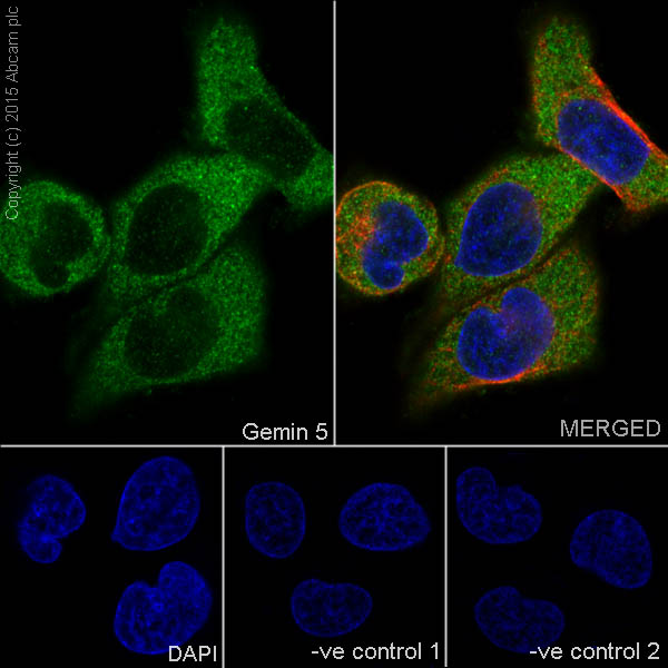 Immunocytochemistry/ Immunofluorescence - Anti-Gemin 5 antibody [EPR17841] - BSA and Azide free (AB251353), expandable thumbnail