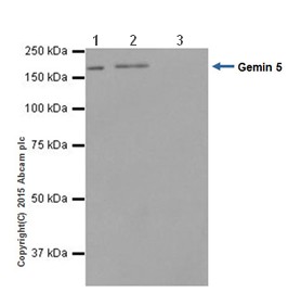Immunoprecipitation - Anti-Gemin 5 antibody [EPR17841] - BSA and Azide free (AB251353), expandable thumbnail