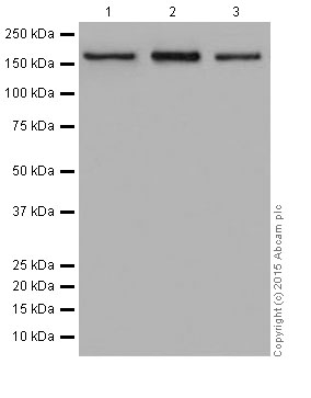 Western blot - Anti-Gemin 5 antibody [EPR17841] - BSA and Azide free (AB251353), expandable thumbnail