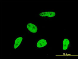 Immunocytochemistry/ Immunofluorescence - Anti-Geminin antibody [1A8] (ab104306), expandable thumbnail