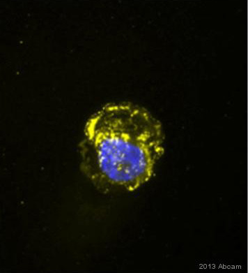 Immunocytochemistry/ Immunofluorescence - Anti-Geminin antibody [1A8] (AB104306), expandable thumbnail