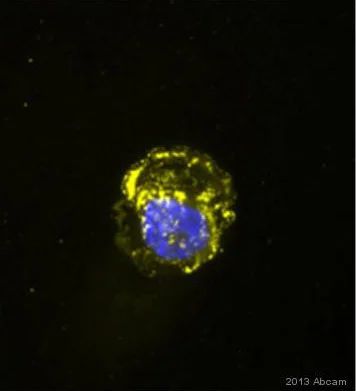 Immunocytochemistry/ Immunofluorescence - Anti-Geminin antibody [1A8] (AB104306)