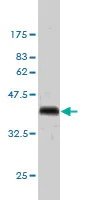 Western blot - Anti-Geminin antibody [1A8] (AB104306)