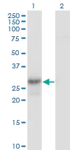 Western blot - Anti-Geminin antibody [1A8] (AB104306)