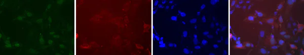 Immunocytochemistry/ Immunofluorescence - Anti-Geminin antibody (AB175799)