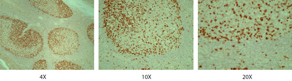 Immunohistochemistry (Formalin/PFA-fixed paraffin-embedded sections) - Anti-Geminin antibody (AB175799)