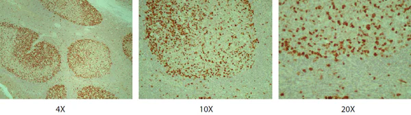 Immunohistochemistry (Formalin/PFA-fixed paraffin-embedded sections) - Anti-Geminin antibody (AB175799)